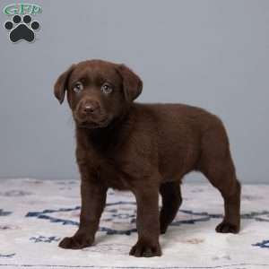 Petunia, Chocolate Labrador Retriever Puppy